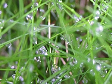 Gras-Wassertropfen.jpg